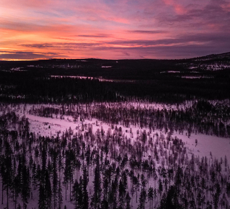 Rovaniemi: Snowmobile Sleigh Ride with Campfire Coffee