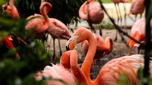 Flamingo Gardens: Skip The Line Ticket