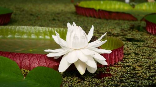 Leiden: Hortus botanicus Leiden Entry Ticket Day Tours