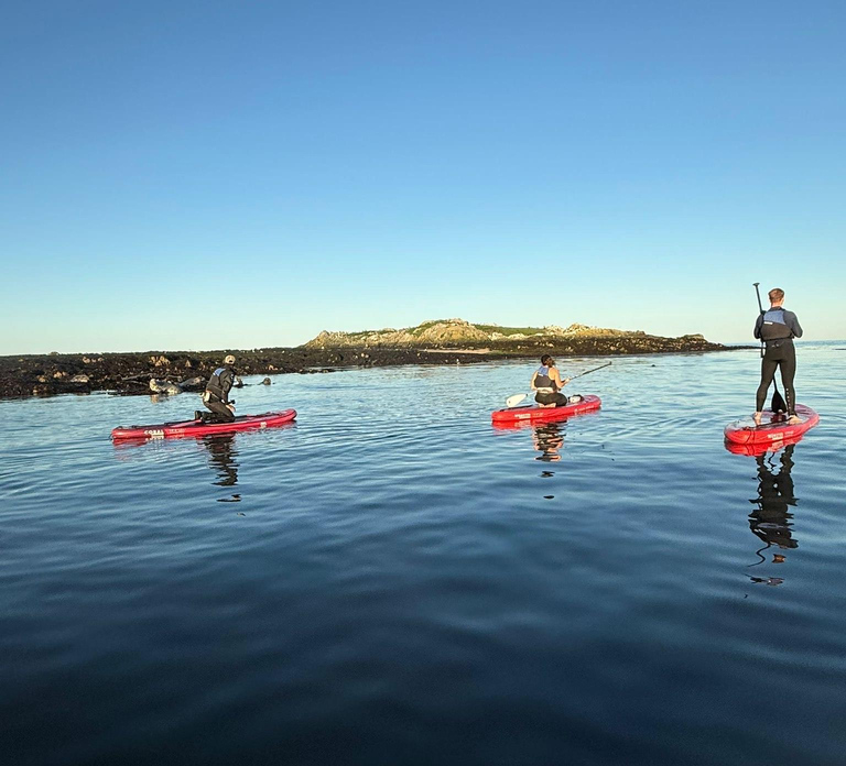 Howth: Paddleboarding Lesson in Howth Harbour
