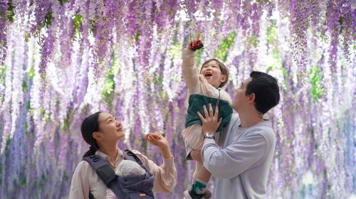 Gyeonggi-do, South Korea|Gapyeong Begonia Bird Park x Rail Bike x Petite France x Italian Village Day Tours