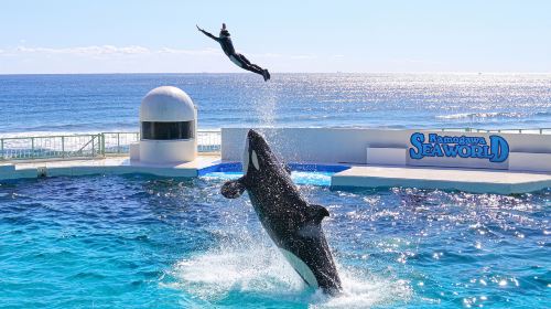 Kamogawa Seaworld - HolidaySG