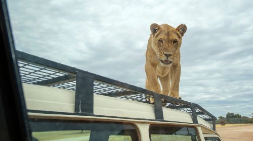 Lions 360 Experience and a Day at Monarto Safari Park Day Tours