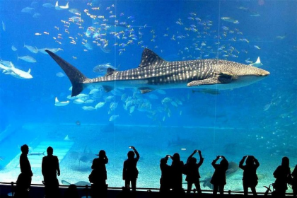 SeaLife Bangkok (Group Rate)