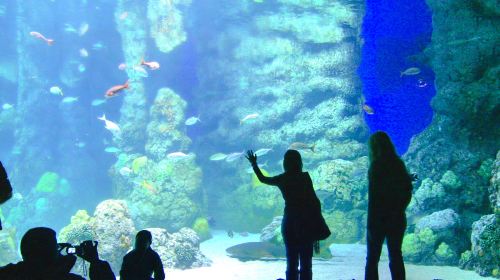 Downtown Aquarium