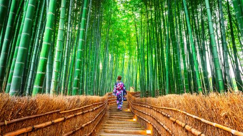 Kinkaku-ji + Arashiyama + Nijō Castle + Fushimi Inari Taisha Kyoto in-depth niche one-day tour Day Tours