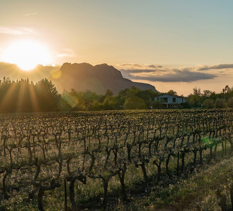 Fréjus: Cave tour and wine tasting