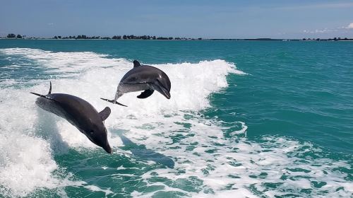 Clearwater Beach: Dolphin Excursion - Flippers Fun Boat Day Tours