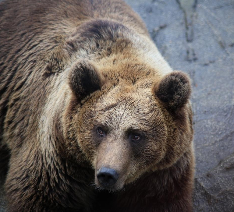 Rovaniemi: Ranua Zoo Wildlife Park Tour with hotel pickup