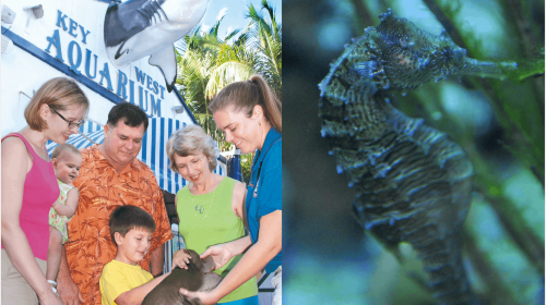 Key West Aquarium: Entry Ticket