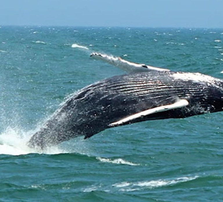 Cape May: Jersey Shore Whale and Dolphin Watching Cruise