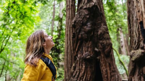 Muir Woods and Sausalito (Return by Bus or Ferry) Day Tours