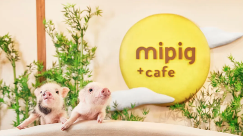 Pig cafe interactive experience 
