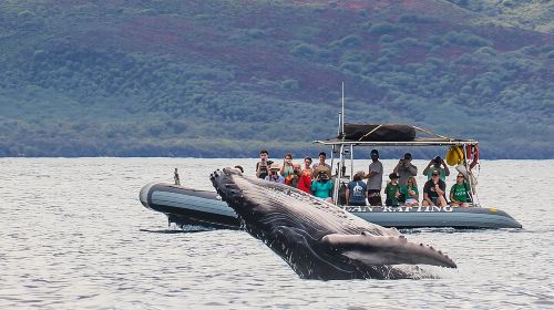 Eye-Level Whale or Dolphin Watching Eco-Raft Tour from Lahaina Day Tours