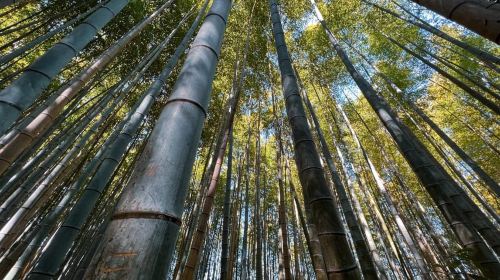 Kyoto: Arashiyama and Bamboo Forest Tour Day Tours