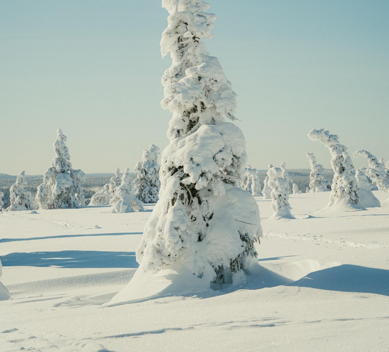 Riisitunturi National Park Full-Day Tour from Rovaniemi