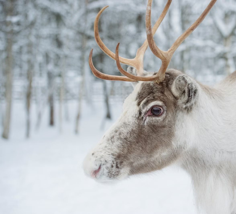 Reindeer Farm Visit with Sleigh Ride
