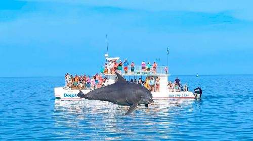 Key West Dolphin and Snorkel Experience 