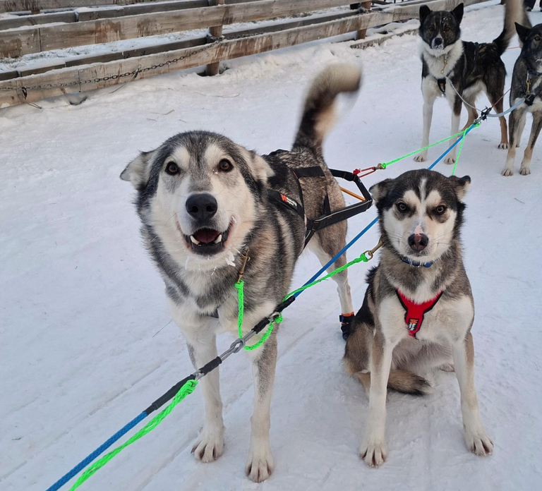 Rovaniemi: Selfdriven Husky sleigh ride to a reindeer farm