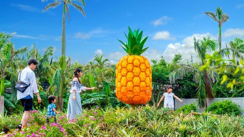 Okinawa Churaumi Aquarium & Nago Pineapple Park & Kouri Island day tour|Chinese,English, and Korean Audio Guide Day Tours
