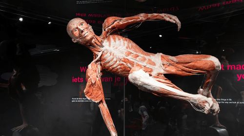 Body Worlds Amsterdam: The Happiness Project Ticket Day Tours