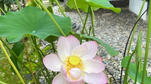 Hiroshima Must-See Highlights: Private Tour with a Local Day Tours