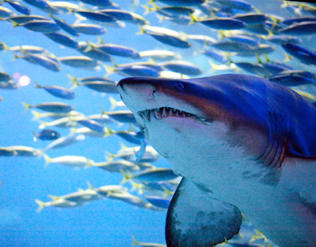 Sea Life Busan