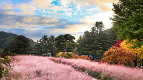 Seoul: Nami Island, Garden and Petite France (opt Railbike) Day Tours