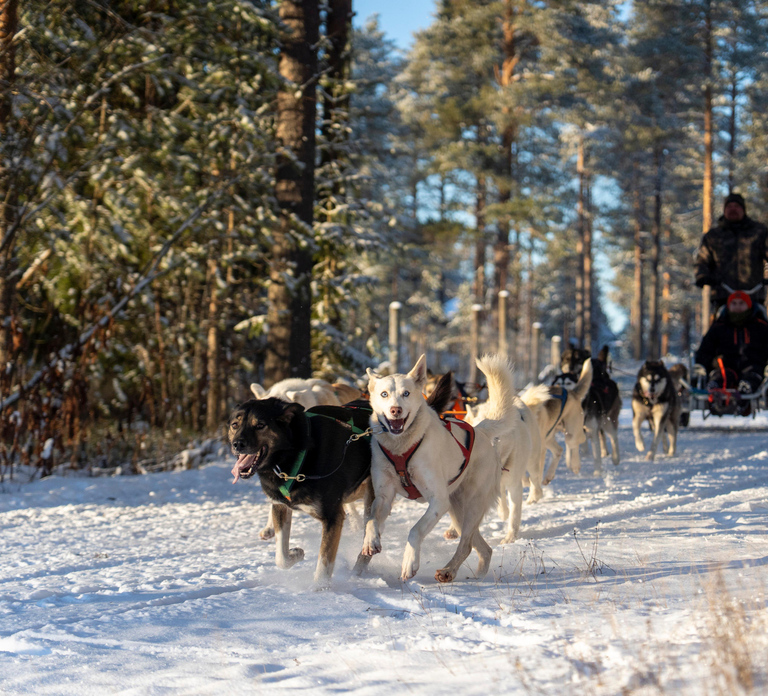Rovaniemi: Autumn Husky Cart Ride with Hot Drink & Pickup