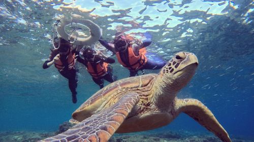 2-hour diving and snorkeling experience in Pingtung's Lambai Island [Lambai Island snorkeling experience with underwater photography service by Bear Diving]