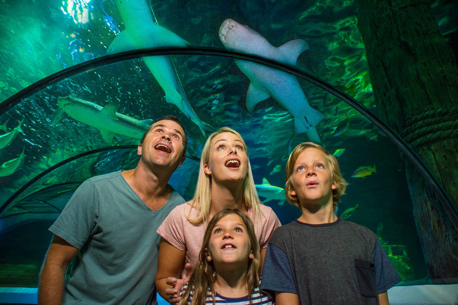 SEA LIFE Sunshine Coast - HolidaySG