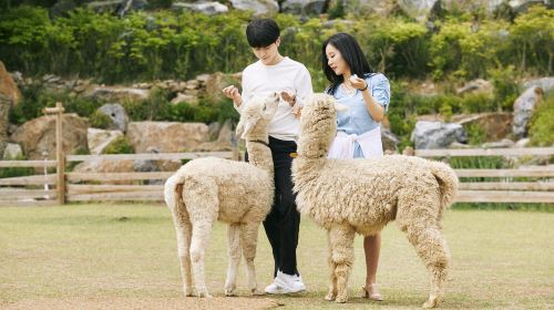 Seoul + Alpaca World + LEGOLAND® Korea Resort 1-day tour [Seoul suburbs|shared transportation Day Tours
