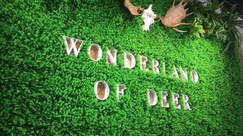 Wonderland of Deer - HolidaySG