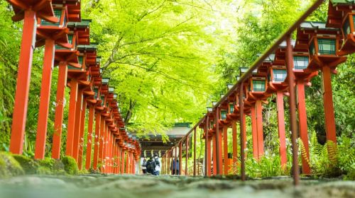 Sacred Peak & Ancient Paths: Kurama-Kibune Hiking Experience