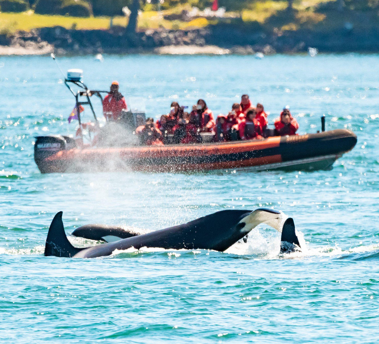 Victoria: 3-Hour Zodiac Whale-Watching Tour