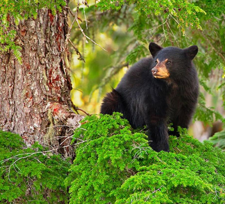 Whistler: Afternoon/Evening Bear Viewing Scenic Tour