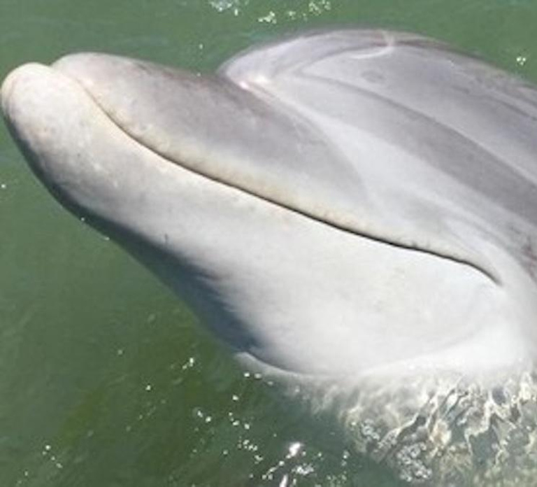 Hilton Head Island: Daytime Dolphin Watching Boat Tour