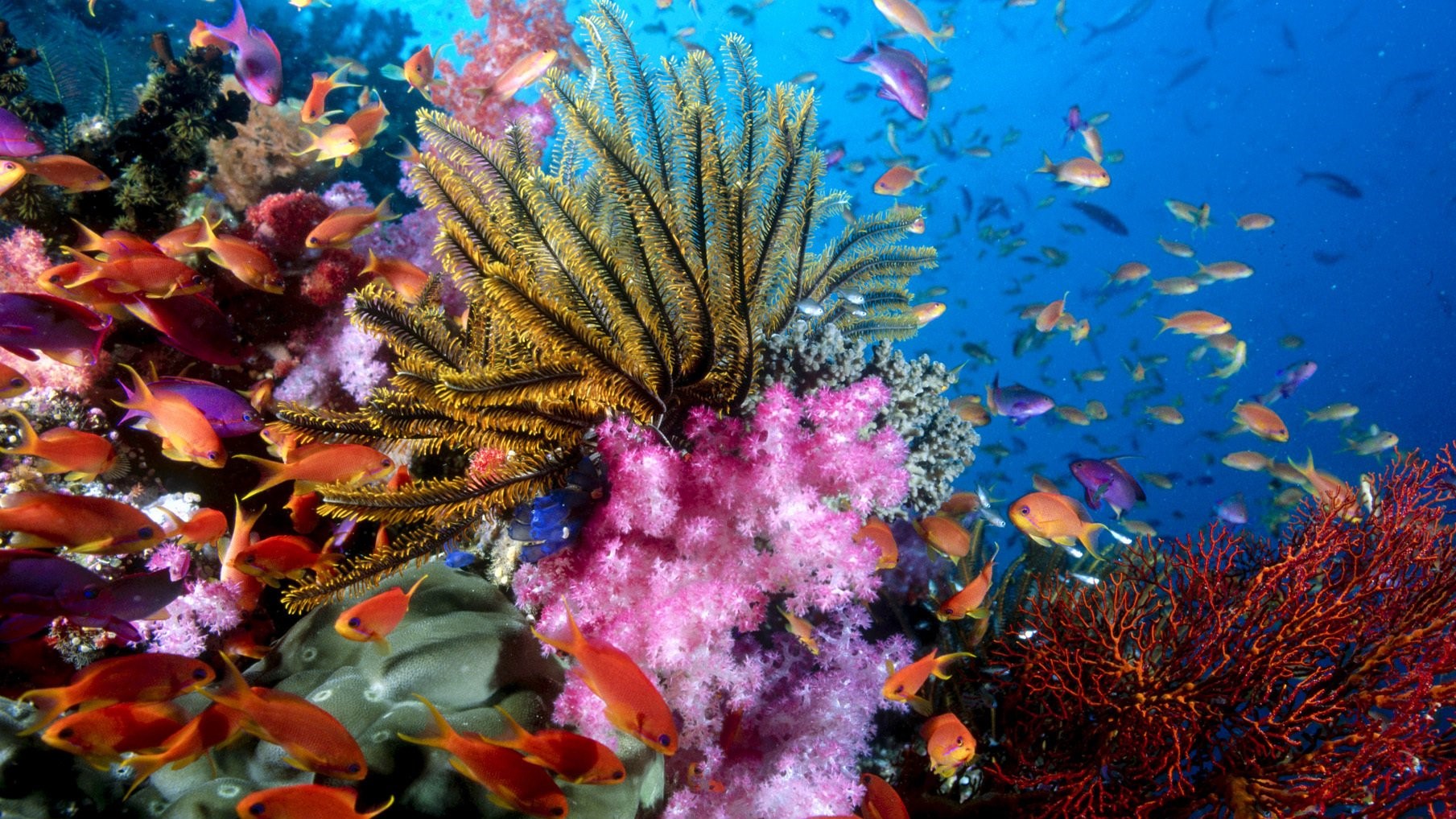 Discover Coral Reef With Scuba Diving Tour - HolidaySG