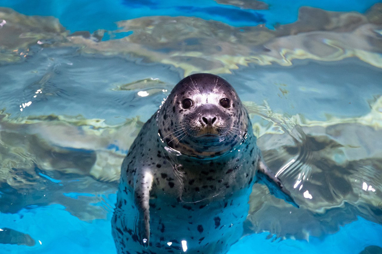 Lotte World Aquarium