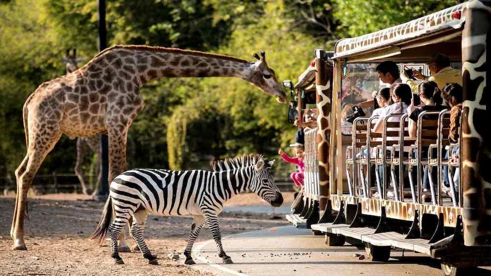 Chiang Mai Night Safari (Non Thai Residents)