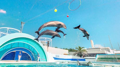 Kamogawa Seaworld - HolidaySG