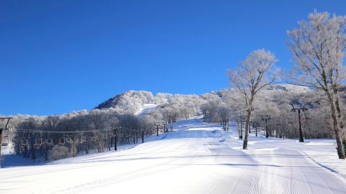 Hakodateyama Snow Play & Sightseeing Day Tour: Lake Biwa Avenue of Metasequoia Trees + Makino Highlands Hot Springs