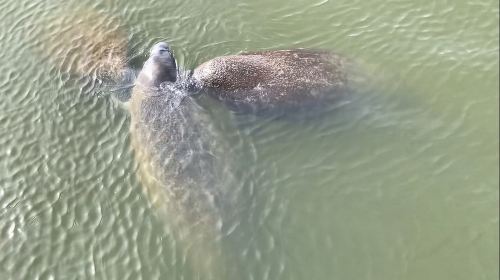 Cocoa Beach Dolphin and Wildlife Tour Day Tours
