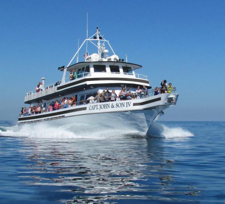 Plymouth: Whale Watching Cruise