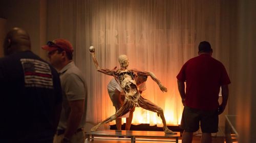 Las Vegas: REAL BODIES at Horseshoe Las Vegas Entry Ticket Day Tours