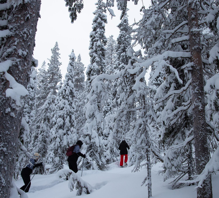 Levi: Lakeside forest snowshoeing