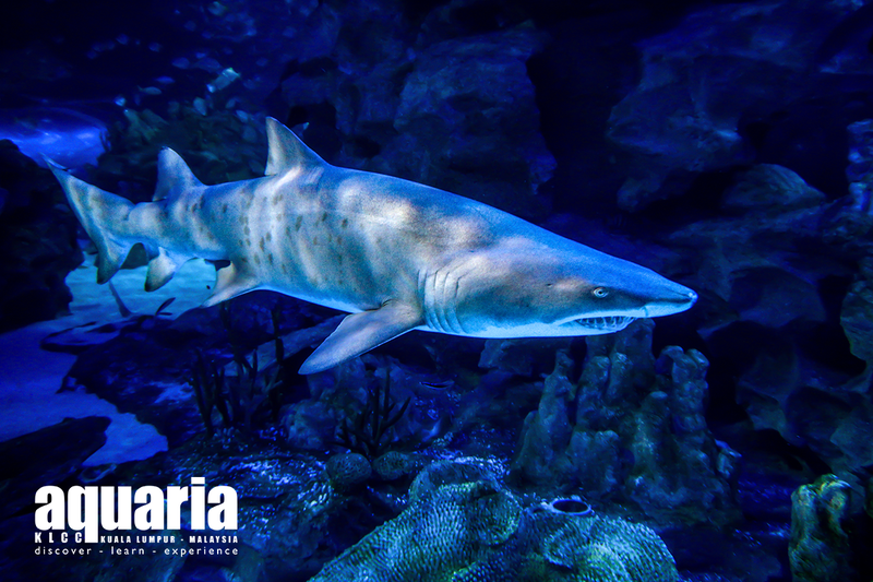 Aquaria KLCC - HolidaySG