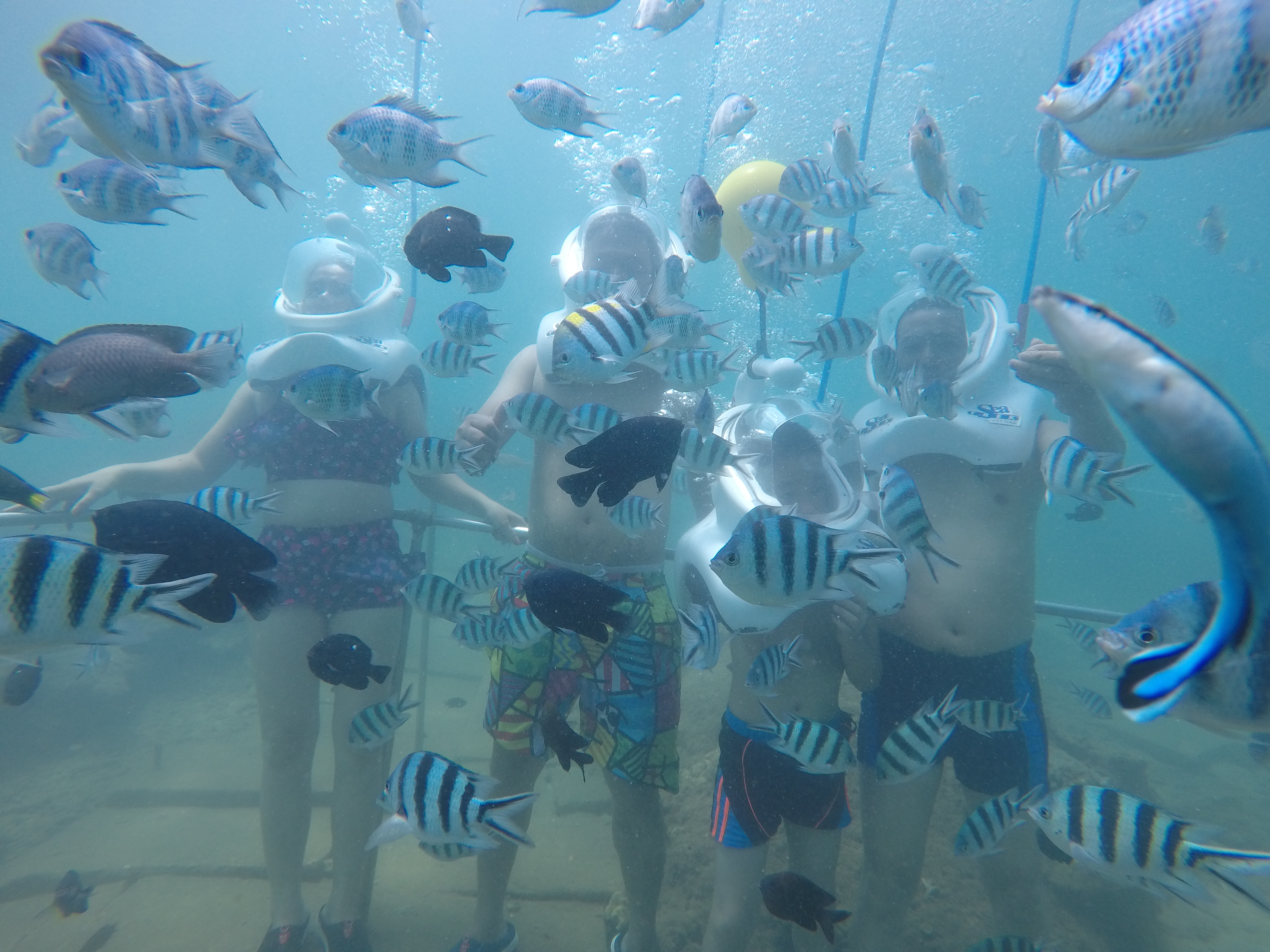 Cham Island Walking Under Water and Snorkeling by Speedboat