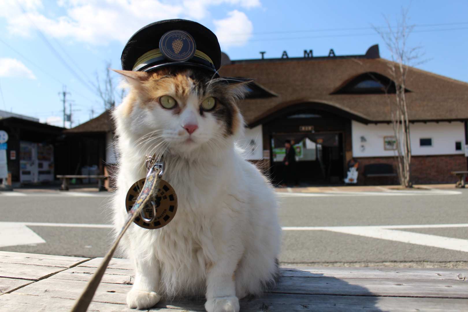 [Instant Confirmation] Wakayama Electric Railway Kishigawa Line 1-Day Pass | Japan
