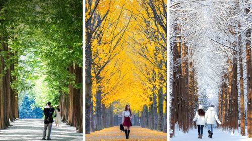 From Seoul: Nami Island, Apple Picking, and Gapyeong Sheep and Alpaca Farm Day Tours